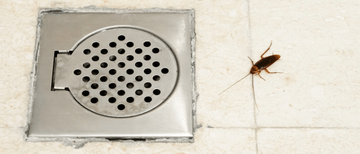 Best Cockroach Control Landsdale